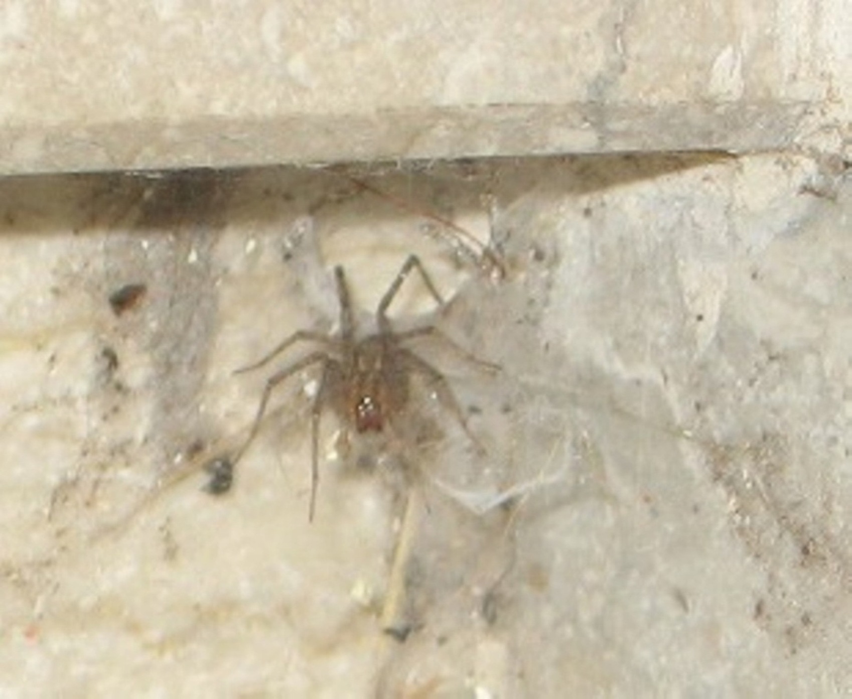 Tegenaria sp. o Malthonica sp.